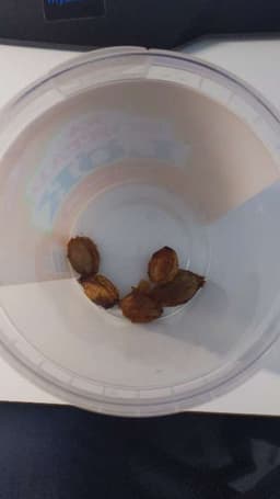 Plastmugg med kärnor bild 1