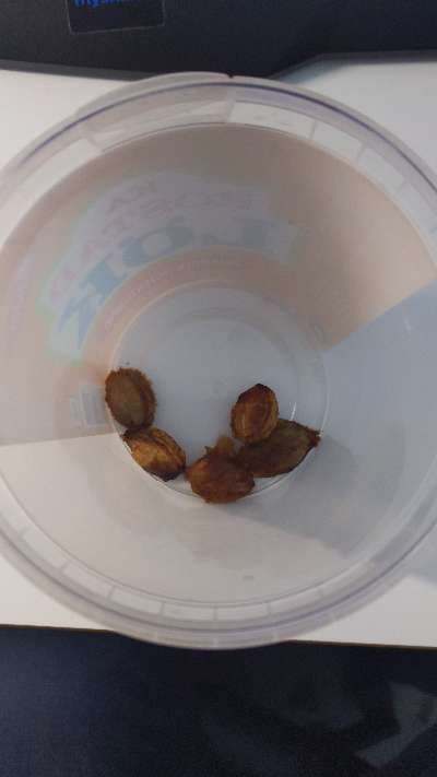Plastmugg med kärnor - Hem & Bostad till salu i Sävsjö